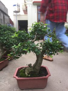 duối bonsai