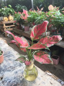 Cây Hồng Phát Lộc Thủy Sinh - Vạn Lộc Đỏ