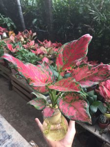 Cây Hồng Phát Lộc Thủy Sinh - Vạn Lộc Đỏ