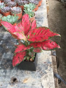 Cây Hồng Phát Lộc - Vạn Lộc Lá Đỏ