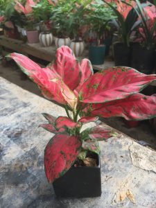 Cây Hồng Phát Lộc - Vạn Lộc Lá Đỏ