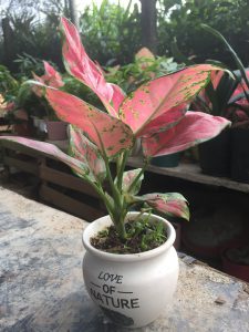 Cây Hồng Phát Lộc - Vạn Lộc Lá Đỏ