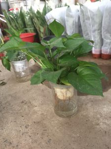 Cây Trầu Bà Thủy Sinh