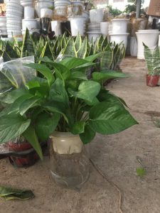 Cây Trầu Bà Thủy Sinh