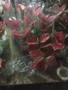 Cây Hồng Phát Lộc Thủy Sinh - Vạn Lộc Đỏ