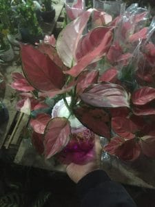 Cây Hồng Phát Lộc Thủy Sinh - Vạn Lộc Đỏ