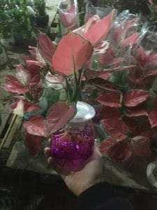 Cây Hồng Phát Lộc Thủy Sinh - Vạn Lộc Đỏ