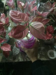 Cây Hồng Phát Lộc Thủy Sinh - Vạn Lộc Đỏ