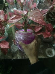 Cây Hồng Phát Lộc Thủy Sinh - Vạn Lộc Đỏ