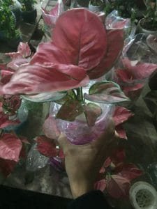 Cây Hồng Phát Lộc Thủy Sinh - Vạn Lộc Đỏ