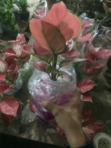 Cây Hồng Phát Lộc Thủy Sinh - Vạn Lộc Đỏ