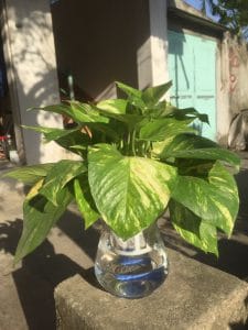 Cây Trầu Bà thủy sinh