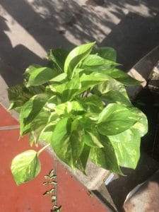 Cây Trầu Bà thủy sinh