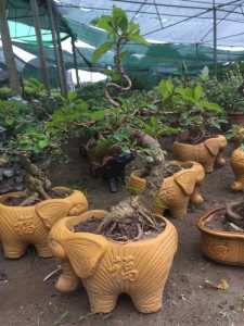 Cây Lộc Vừng Bonsai để bàn