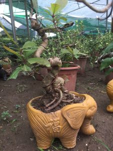 Cây Lộc Vừng Bonsai để bàn