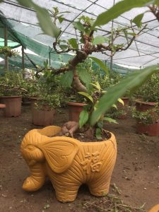 Cây Lộc Vừng Bonsai để bàn