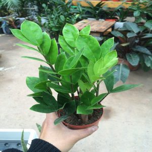 cây kim tiền - kim phát tài để bàn