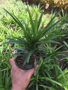 Cây lá dứa - Cây lá nếp - Cây lá tám