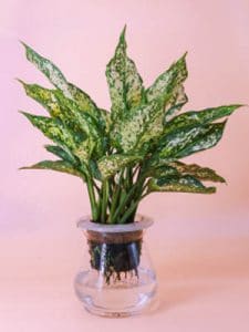 Cây Ngọc Ngân thủy sinh