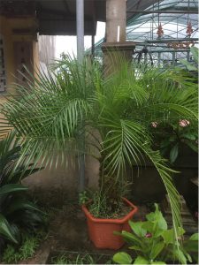 cây Chà Là Cảnh - cây Cau Nga My