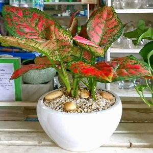 Cây Vạn Lộc - Cây Thiên Phú