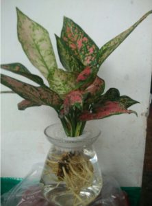 Cây Vạn Lộc - Cây Thiên Phú