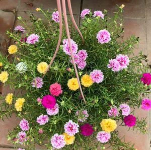 Hoa Mười Giờ Ngũ Sắc