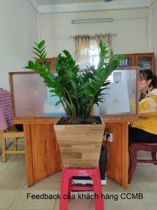 cây kim tiền - kim phát tài