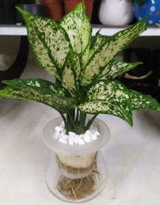 Cây Ngọc Ngân thủy sinh