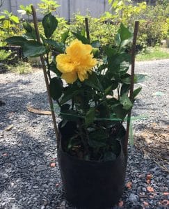 Dâm Bụt Hoa Cánh Kép