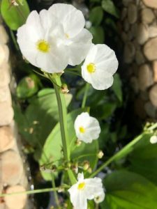 cây bách thủy tiên thủy sinh