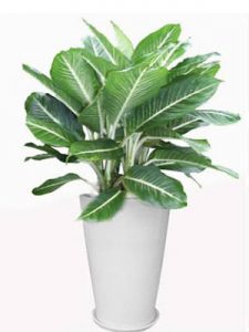 cây bạch mã hoàng tử