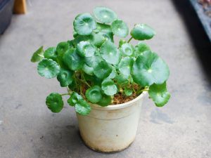 Cỏ Đồng Tiền Giỏ Treo