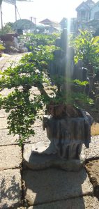 cần thăng bonsai nam quốc sơn hà