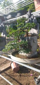 cần thăng bonsai nam quốc sơn hà