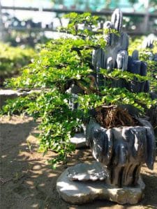 cần thăng bonsai nam quốc sơn hà