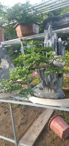 cần thăng bonsai nam quốc sơn hà