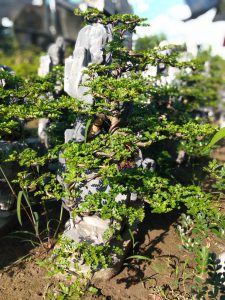 cần thăng bonsai nam quốc sơn hà