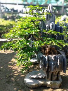 cần thăng bonsai nam quốc sơn hà