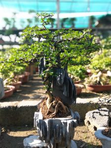 cần thăng bonsai nam quốc sơn hà
