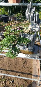 cần thăng bonsai nam quốc sơn hà