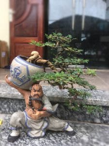Cây Cần Thăng Bonsai - Võ Tăng vác lu độ thế
