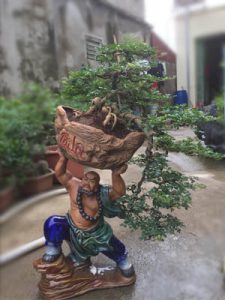 Cây Cần Thăng Bonsai - Võ Tăng dời non lấp bể