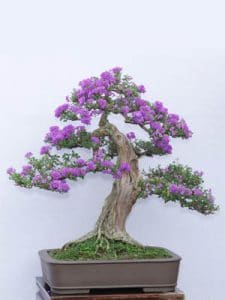 Cây Linh Sam Bonsai để bàn