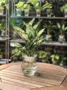 Cây Ngọc Ngân thủy sinh