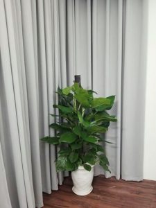 cây trầu bà leo cột