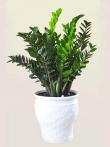 cây kim tiền - kim phát tài