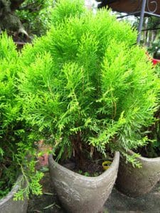 cây trắc bách diệp