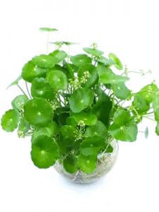 cỏ đồng tiền thủy sinh