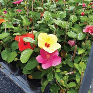 cây hoa dâm bụt thái - dâm bụt lùn